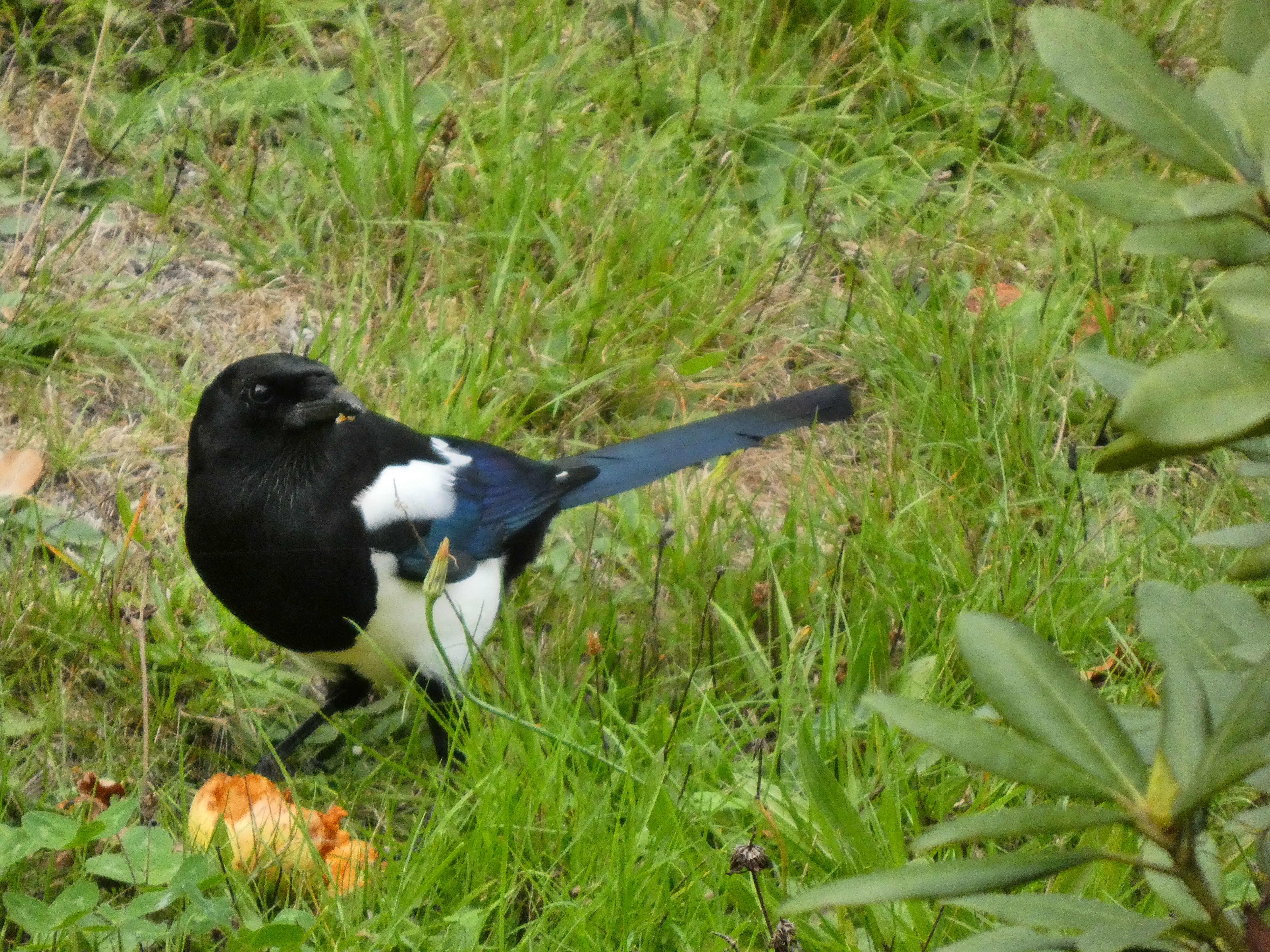 Vorschaubild 1